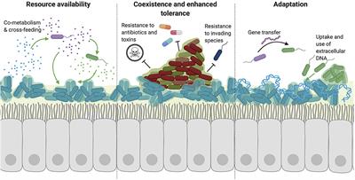 Bacterial Community Interactions During Chronic Respiratory Disease